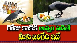 రోజు కాకికి అన్నం పెడితే మీకు జరిగేది ఇదే!! Feeding Crows Astrology | Significance of Feeding CROWS