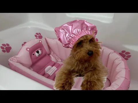 it’s puppy bath time!