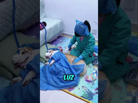 Este perro finge estar enfermo todos los días 🐶💉