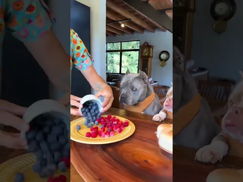soy el postrero  perro más guapo? #viral #perros #perrofeliz #dúo