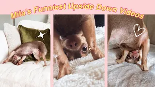 Laugh Out Loud 😂 Mila's FUNNIEST Upside Down Videos