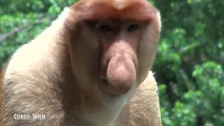 Animals Funny Monkey Business Try not to Laugh #monkey #funnyanimals #funnymonkeys #proboscismonkey
