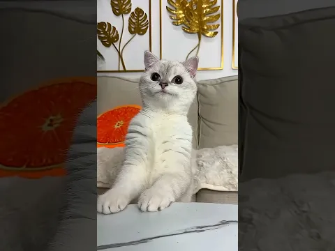#1million #catshorts #catmemes #dangerous #vairal