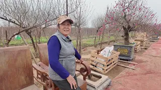 Tết 2026 - Đào Nhật Tân Vắng Khách Mua