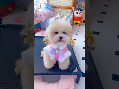 Cute dog. #shortsshorts #viralvideo #viralshort #funydog1010 #poodle #usadogs #funny #cutepuppy #dog