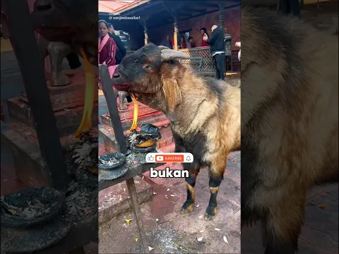 Alasan Kambing Dekati Api‼️🔥🐐 #shorts