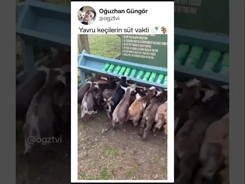Yavru keçilerin süt vakti