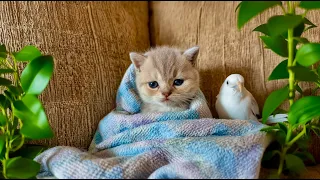 [AI Healing] Kitten and Bird Under a Soft Blanket