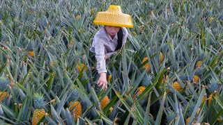 满山遍野的凤梨，又大又黄看着流口水,把它做成美味的中国菜Amazing pineapple, make it into a delicious Chinese food | 野小妹 wild girl