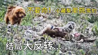 不要命！小藏獒单挑雪豹 究竟谁能抢走猎物？结局大反转......| 跟着图尔去旅行