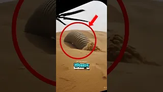 Top 5 Deadliest Desert Animals 😨🏜️