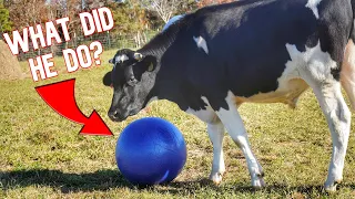 We Got Our Steer A Ball, And Didn't Expect This Reaction From Him!!