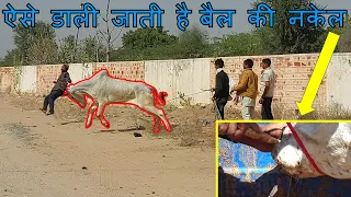 नागौरी बैल की नथनी ऐसे बनाते है कि बैल बेकाबू न हो  Control Ox With Nose Rope Nagor Ox Market Video