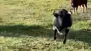 Toro Bravo enfadado ataca al ganadero en la ganadería Jara del Retamar