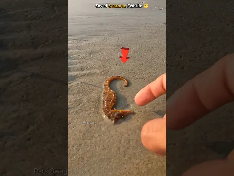 Guardian of the Sea: Rescuing a Stranded Seahorse 🥺
