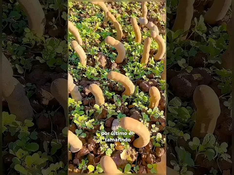 Frutas Que Debes Probar