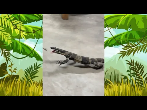 Monitor Lizard Chases me Down! #shorts
