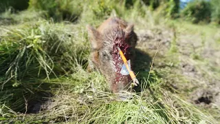 ARCHERY HOG HEADSHOTS COMPILATION 2.0!