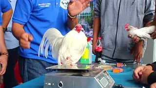 Me pusieron a trabajar en Expo Lagos de Moreno Calzonazo