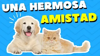 ¡Una Hermosa Amistad!  ¿Por qué los Gatos y los Perros son Compañeros?