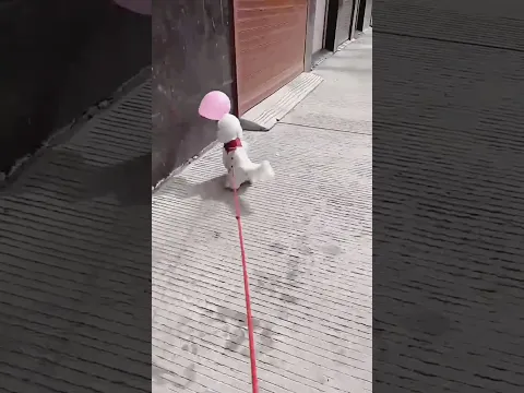 Dog Helps Owner Find Lost Balloon – The Ending Is Adorable! 🎈🐶 #animals #shorts #dog #balloon