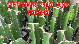 ড্রাগন গাছের কাটিং থেকে কিভাবে চারা তৈরী করা হয়#dragon#youtube#dragon tree#Dragon gacher chara#viral
