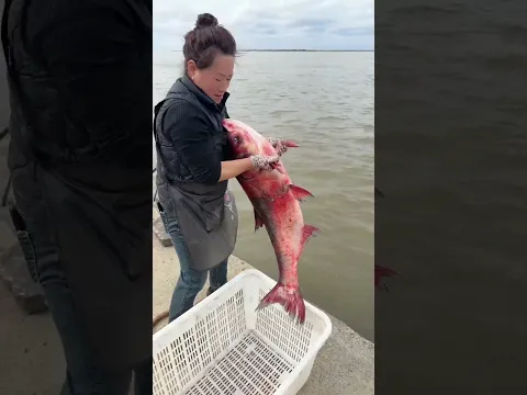 The color of the fish is as if it is injured #shortvideoshortvideo