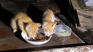 如果你选择投喂流浪猫就不要停止，因为它们真的会在原地一直等你出现...