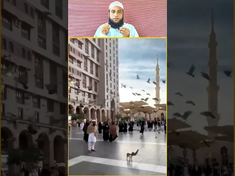 Madina Ki Billi Aur Kabutar 😱✨