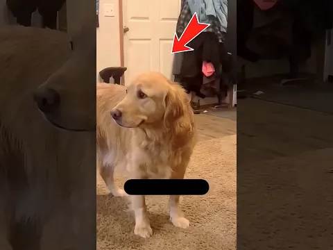الجرو اختفى 10 سنين.. لكن اللي لقوه تحت الأرض صدمهم! 😱🐶