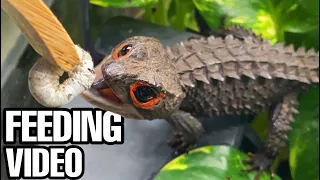 I FOUND A NEW BABY CROCODILE SKINK! SILKWORM FEEDING VIDEO