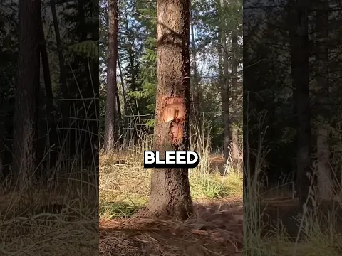 The strangest tree in the world? 🌳