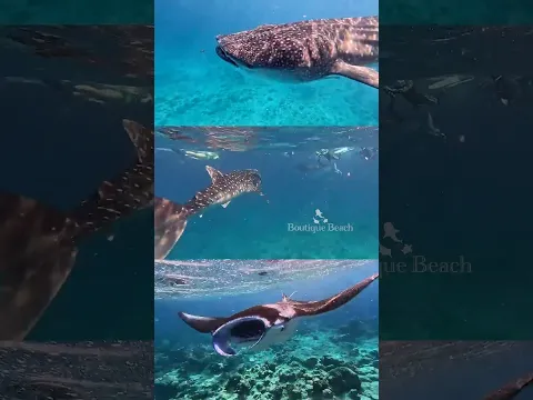 DIVE NOW - Work Later  #islandlifesimpleluxury #dhigurarh #travel #Maldives #dive #sharks #mantaray