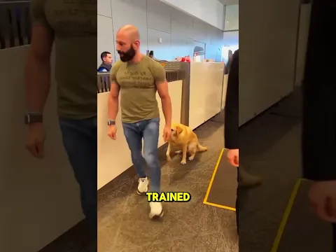The Dog Who Behaved Better Than Humans#short