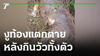 งูหลามกินวัวทั้งตัวจนท้องแตกตาย | 22-08-64 | ข่าวเช้าไทยรัฐ เสาร์-อาทิตย์