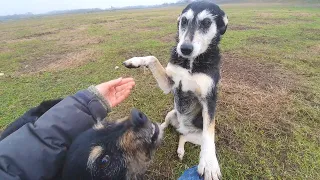 Friendly Homeless Dog Jumps On Me Asking To Be Rescued | Howl Of A Dog