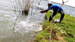7KGs BiG Rohu Fish Catching|Unbelievable Fishing|Fisher Man Catch With BiG Rohu Fish|Murrell Fishing