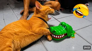 Hilarious Cats and Dogs Moments 2026 😼🐶 Try Not To Laugh 😂 Part 3