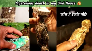 Mysterious death in my Bird House 🏠 !! किसने दफनाए हुए पक्षियों को खाया है | #mystery #birds
