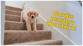 Golden Retriever Puppy Conquers Stairs and Attacks Brother | Oshies World