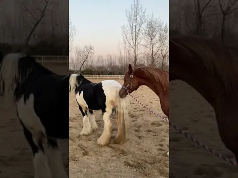 Best Wild Horses Mare Compilation of some Wild Horse Fights Video 180