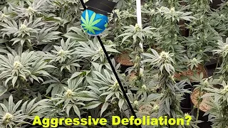 6-Wk LAPSE - Mild Defoliation Vs AGGRESSIVE - Will It Matter?