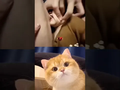 The first free tattoo I got! 🗿 #shorts #funny #trending #cat