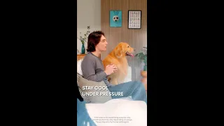 🏆🐶 Chill vibes, big goals. Watch with your pup in total comfort.