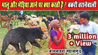 जब भालू और भेड़िया आने पर क्या करती है? बकरी चरानेवाली महिला । Goat Farming By Old Lady Bagbahra cg