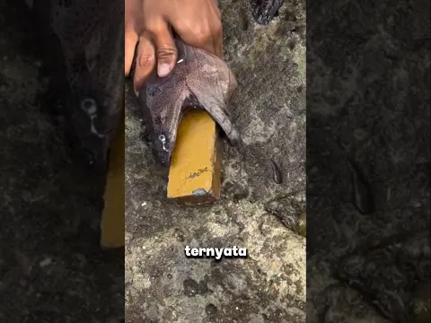 ternyata ular itu menelan sesuatu#shorts