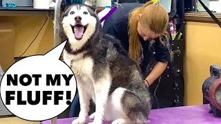 Meeka Goes To The Groomers..AGAIN! (She SCREAMS!) 🤣