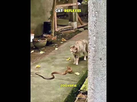 Cat Reflexes Never Gave Up😿❤️ Voce Na Mir Showed #animals #kindness #wildlife