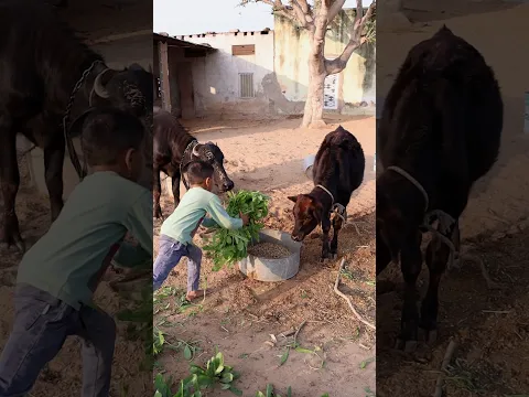 fed fodder to cow and calf #emotional #shots