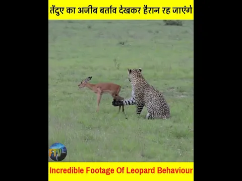 तेंदुए का अजीब बर्ताव देखकर दंग रह जाएंगे आप #shorts #unbelievable #leopardbehaviour